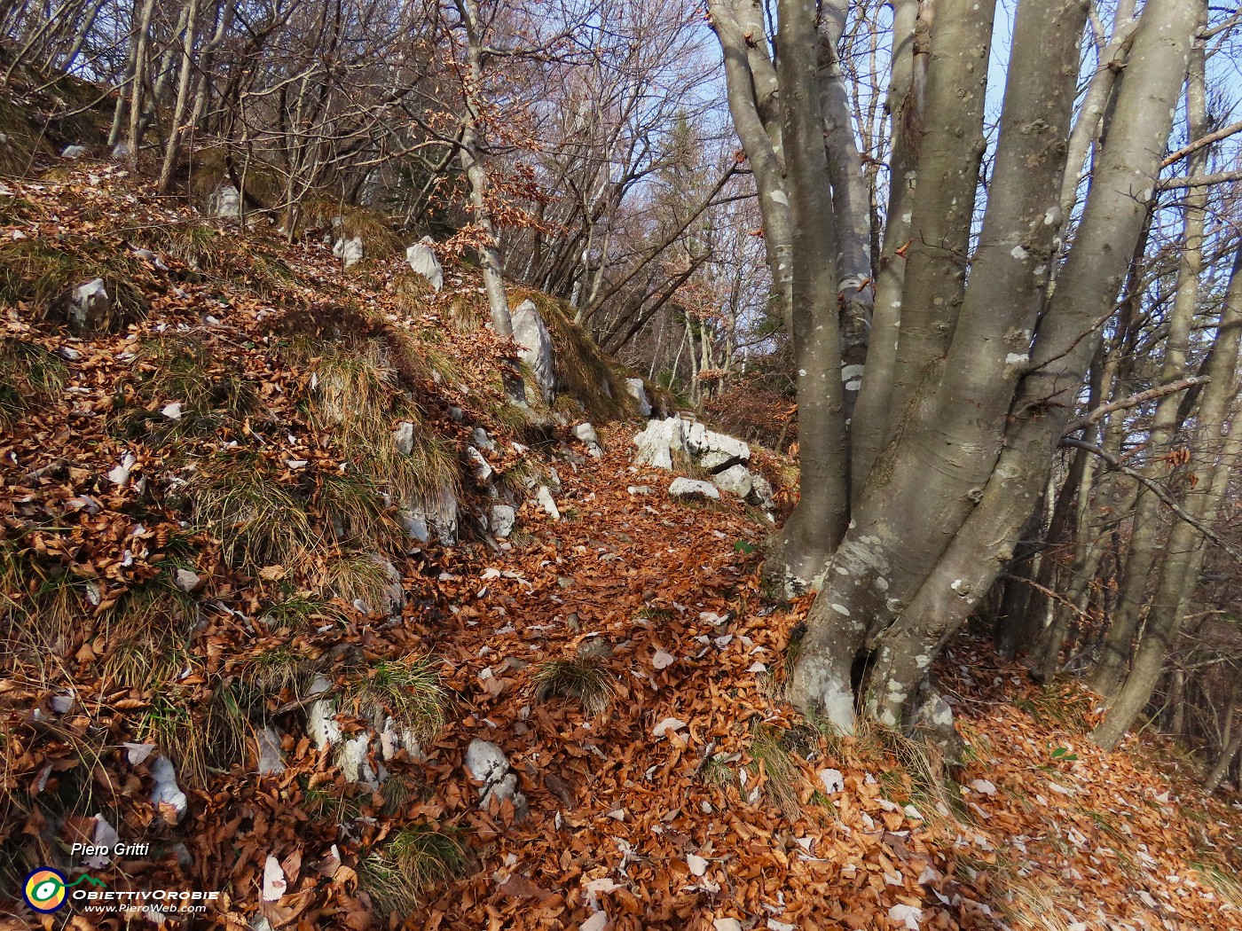 14 Il sentiero sale nel bosco di faggi e carpini neri .JPG